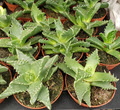 1" Faucaria Tigrina Tiger Jaw